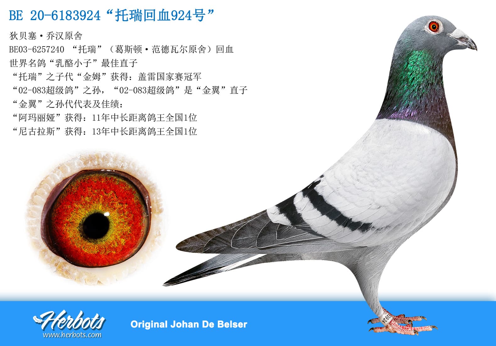 pigeon: undefined