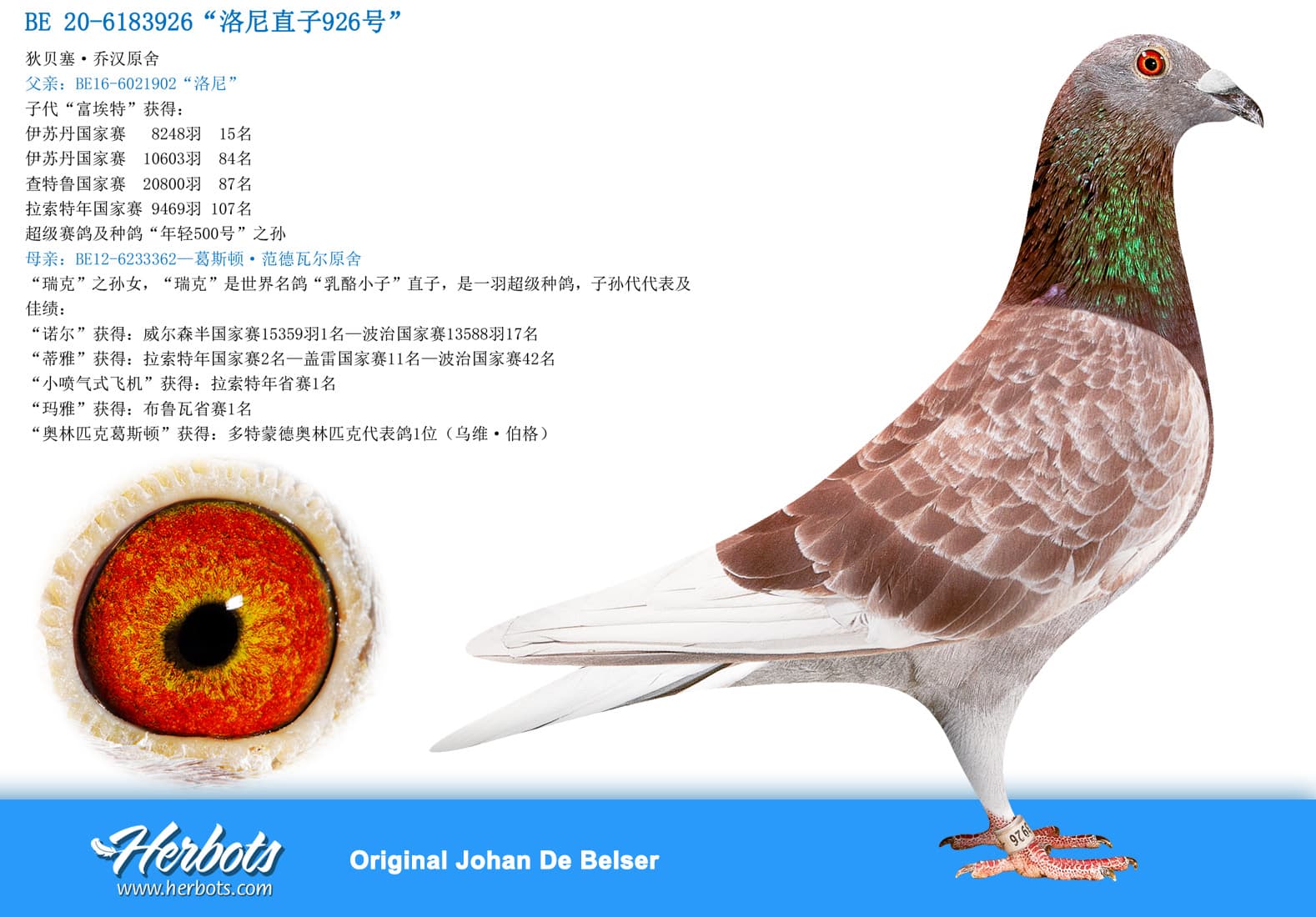 pigeon: undefined