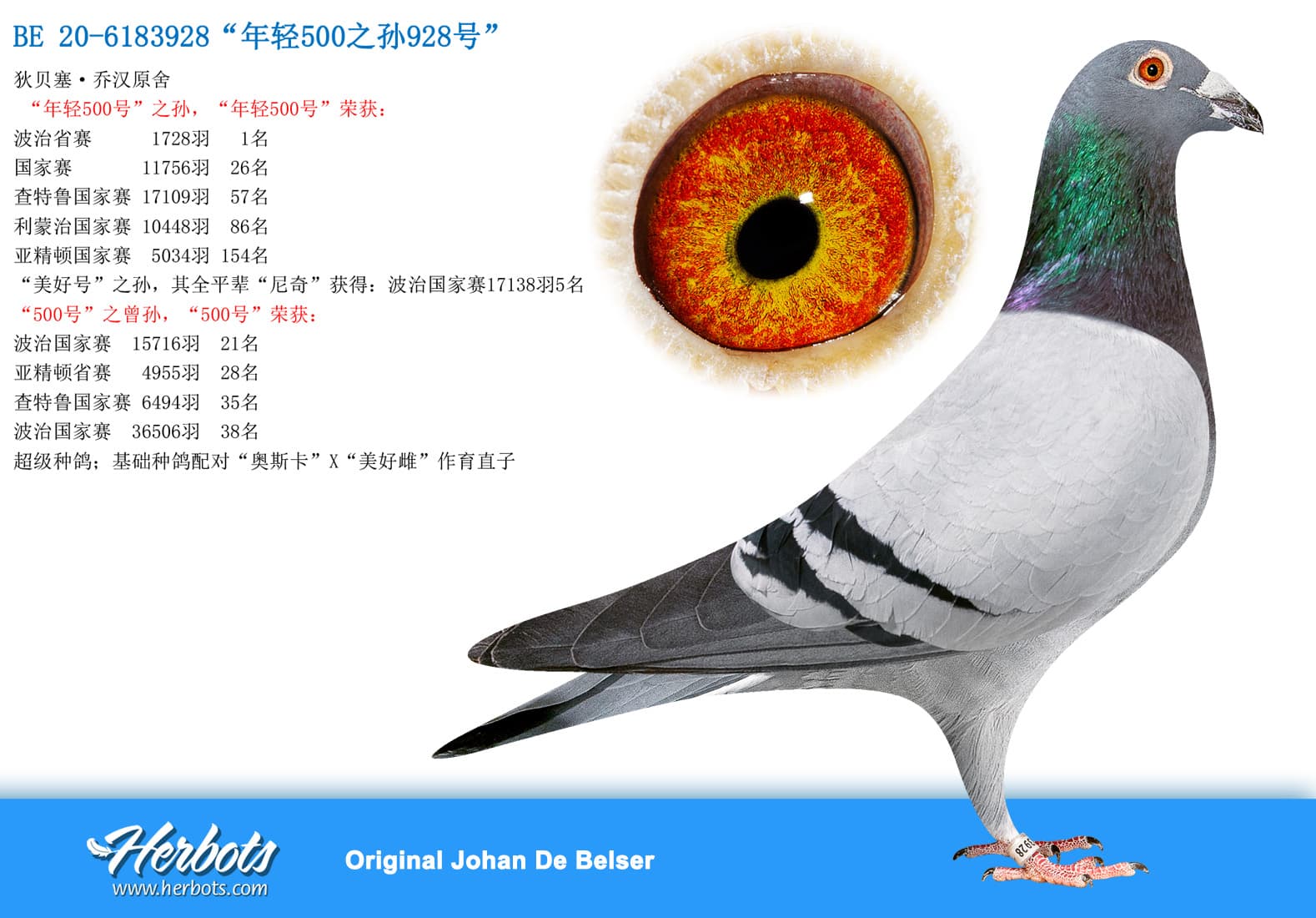 pigeon: undefined