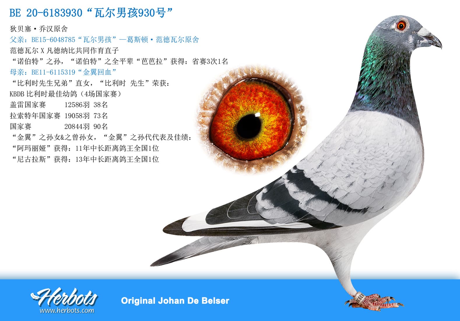 pigeon: undefined