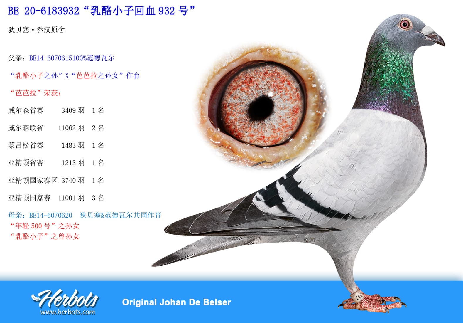 pigeon: undefined