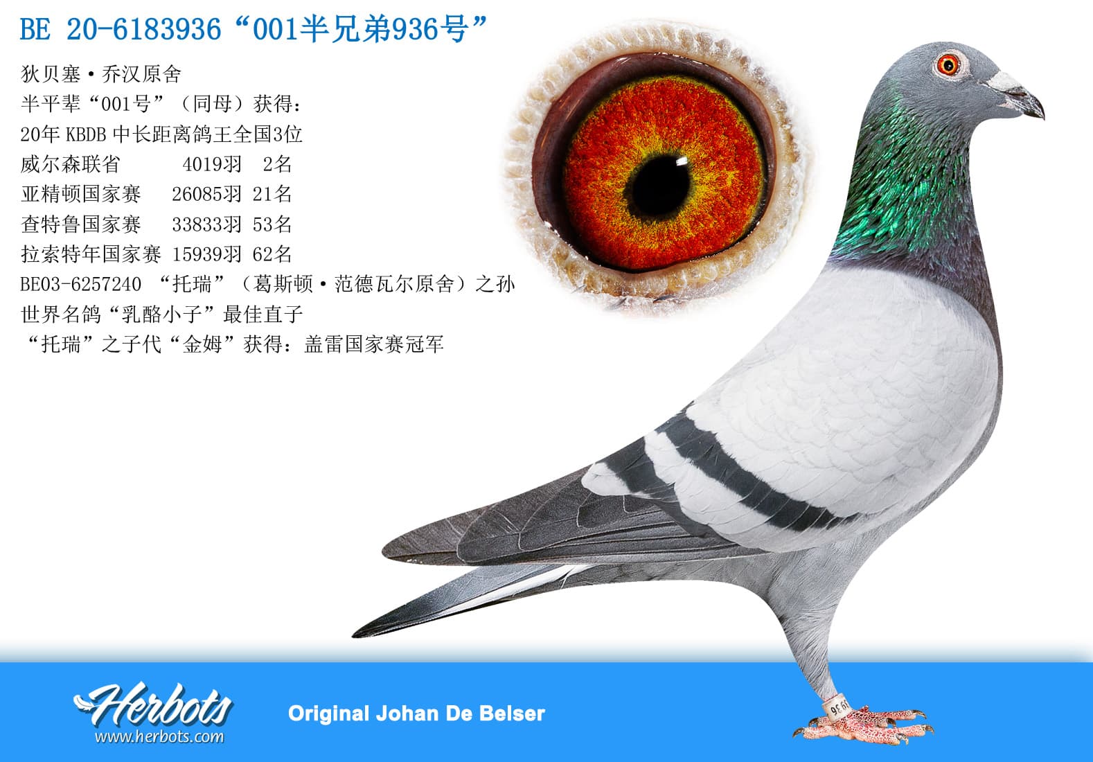 pigeon: undefined