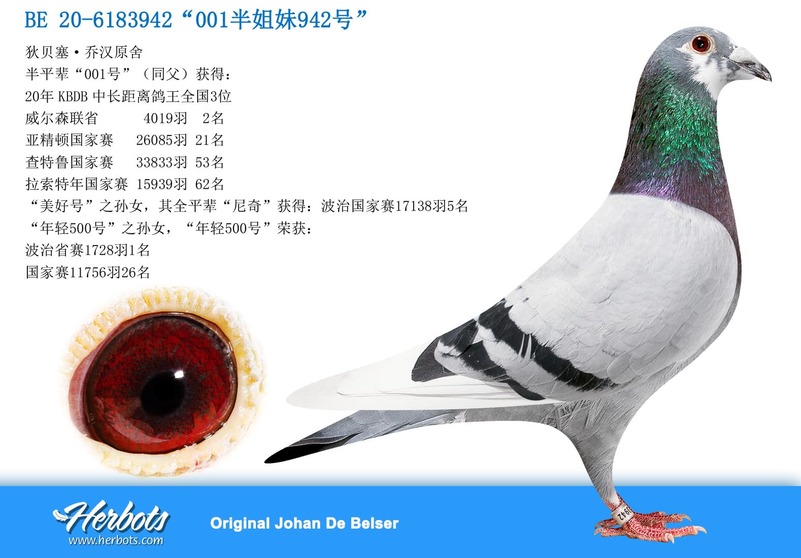 pigeon: undefined