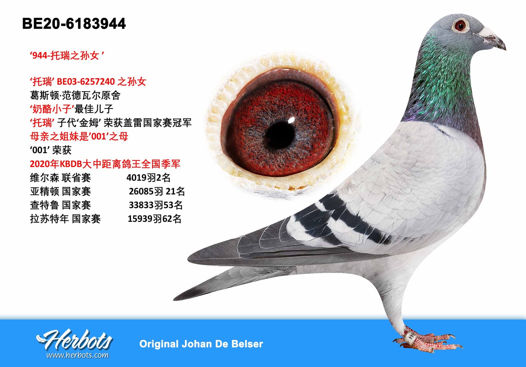 pigeon: undefined