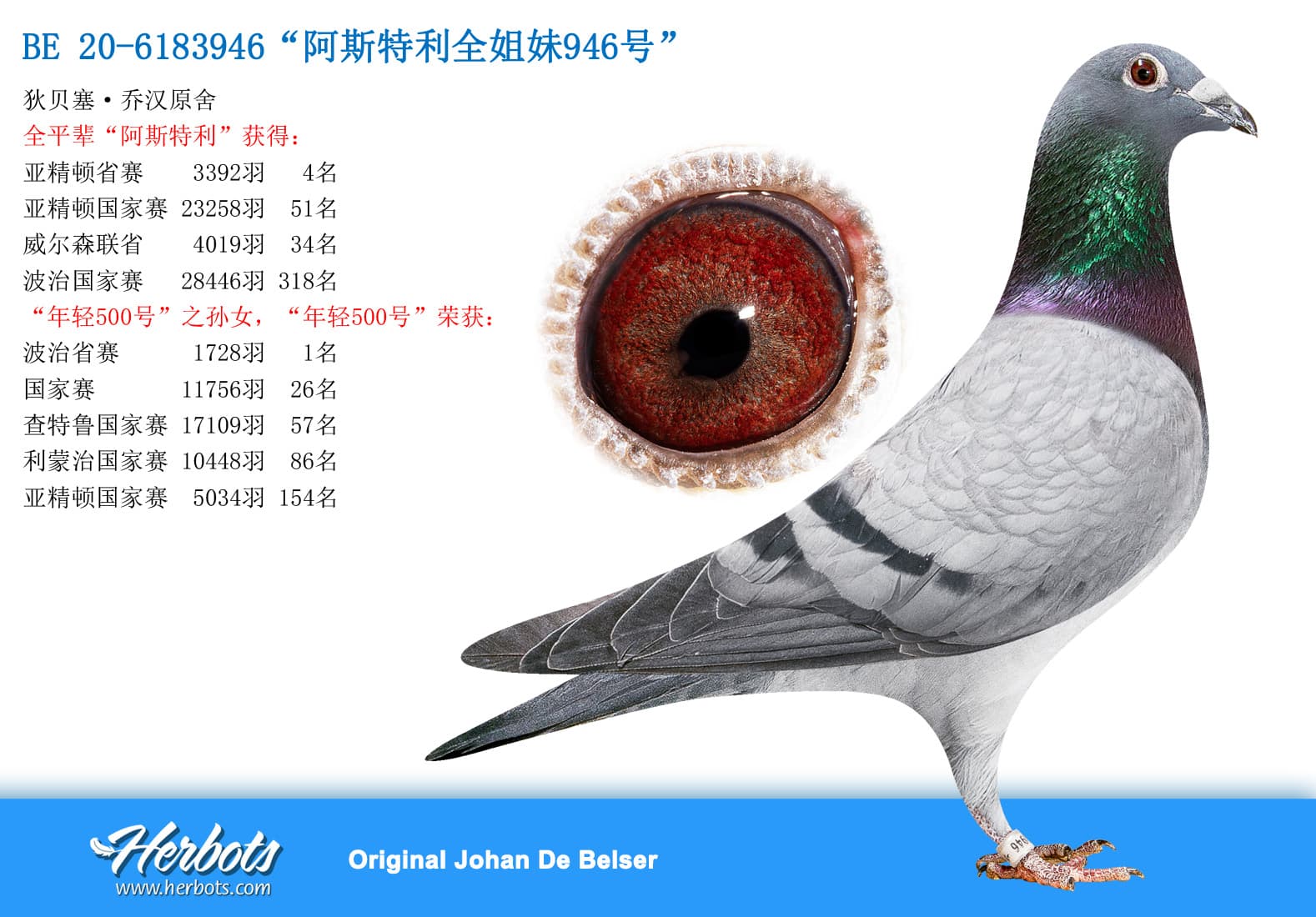 pigeon: undefined