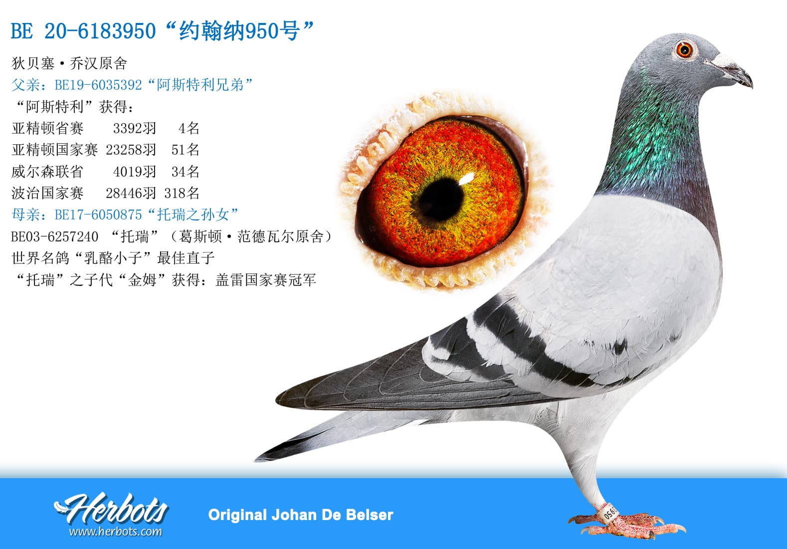 pigeon: undefined
