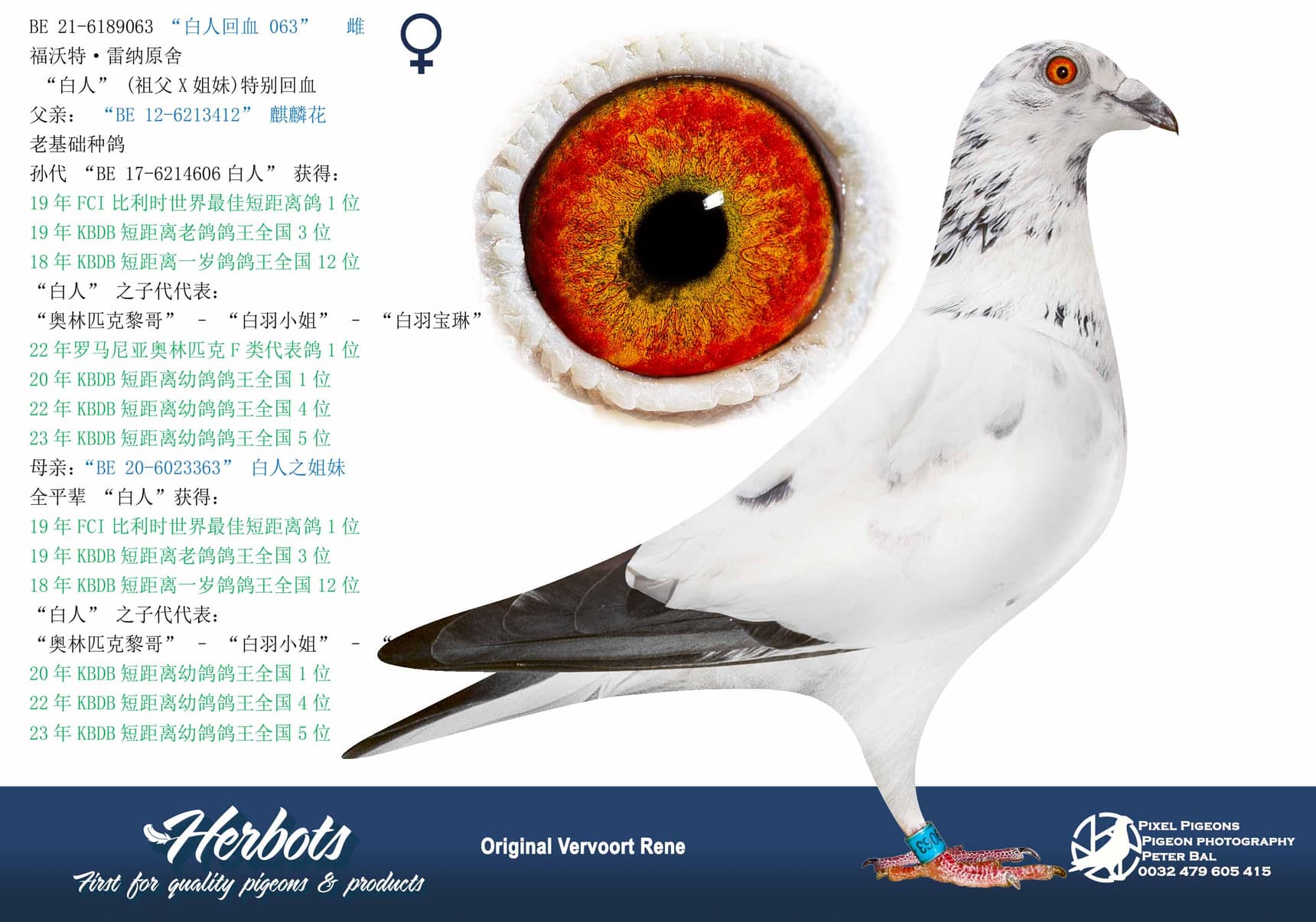 pigeon: “白人回血063"