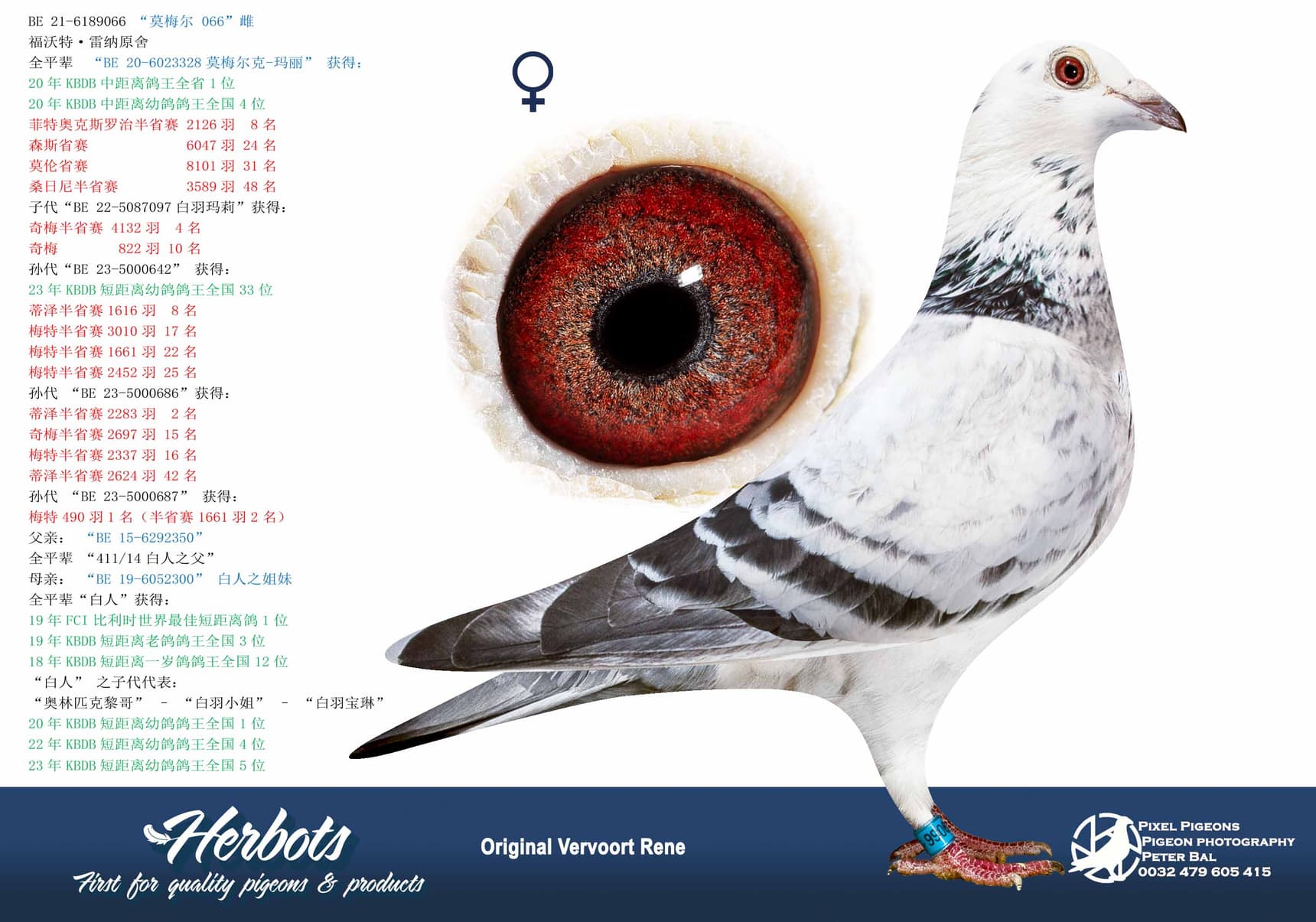 pigeon: “莫梅尔 066”