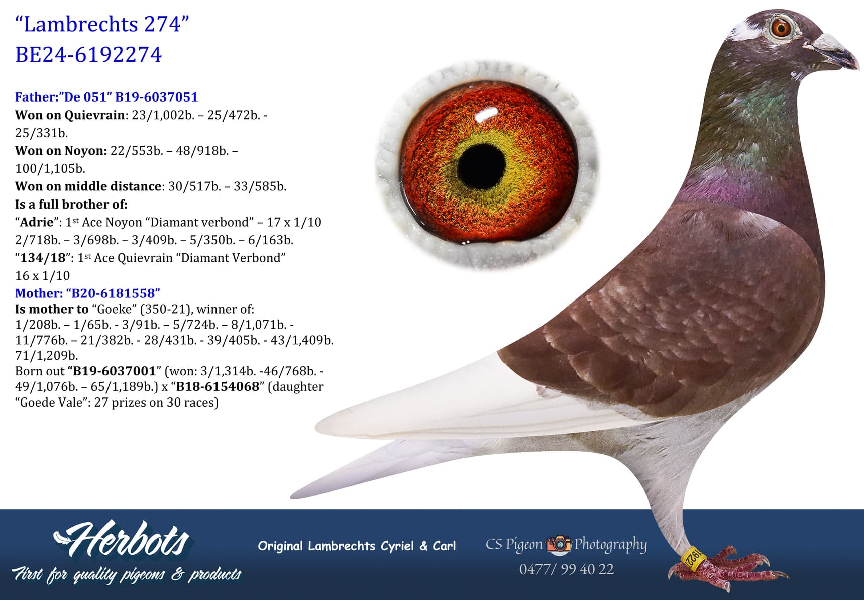 pigeon: undefined