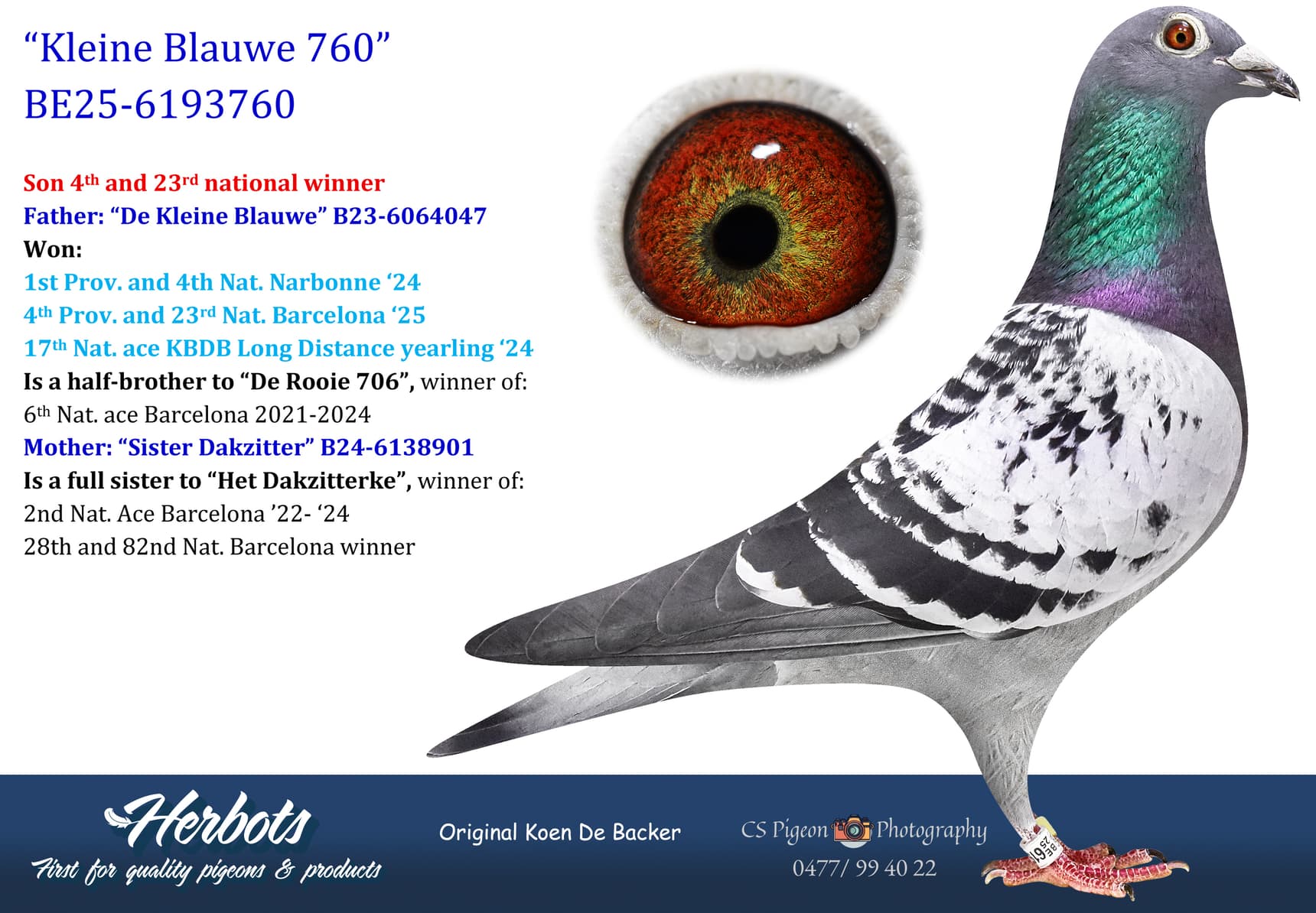 pigeon: undefined