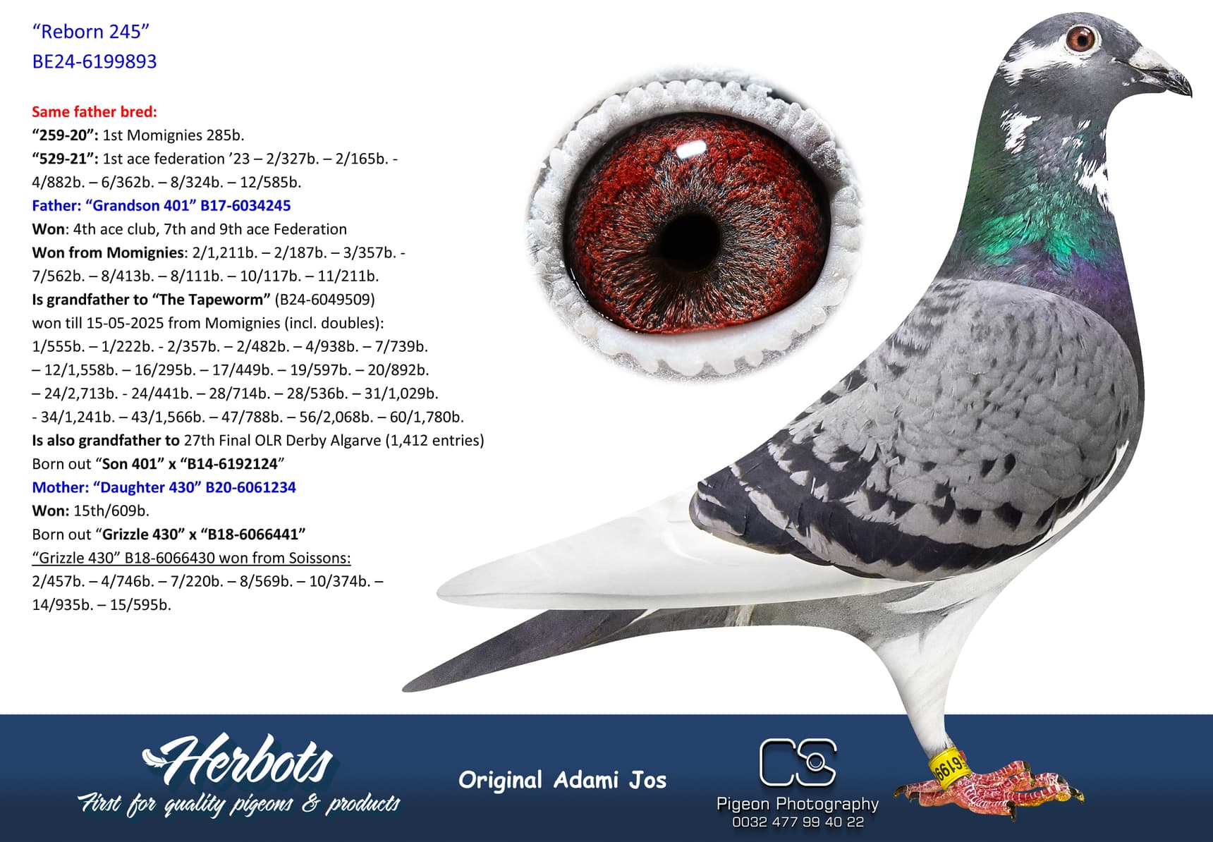 pigeon: “Reborn 245”