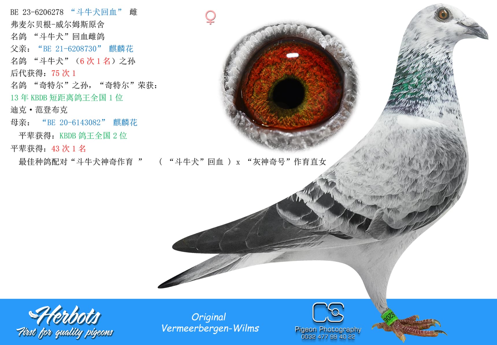 pigeon: undefined