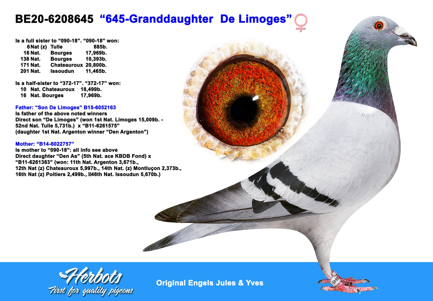 pigeon: “645-Granddaughter De Limoges”