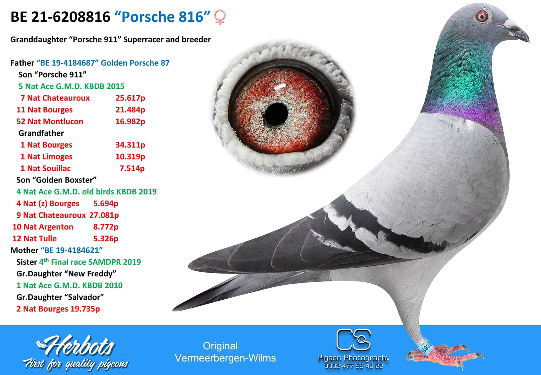 pigeon: “Porsche 816”