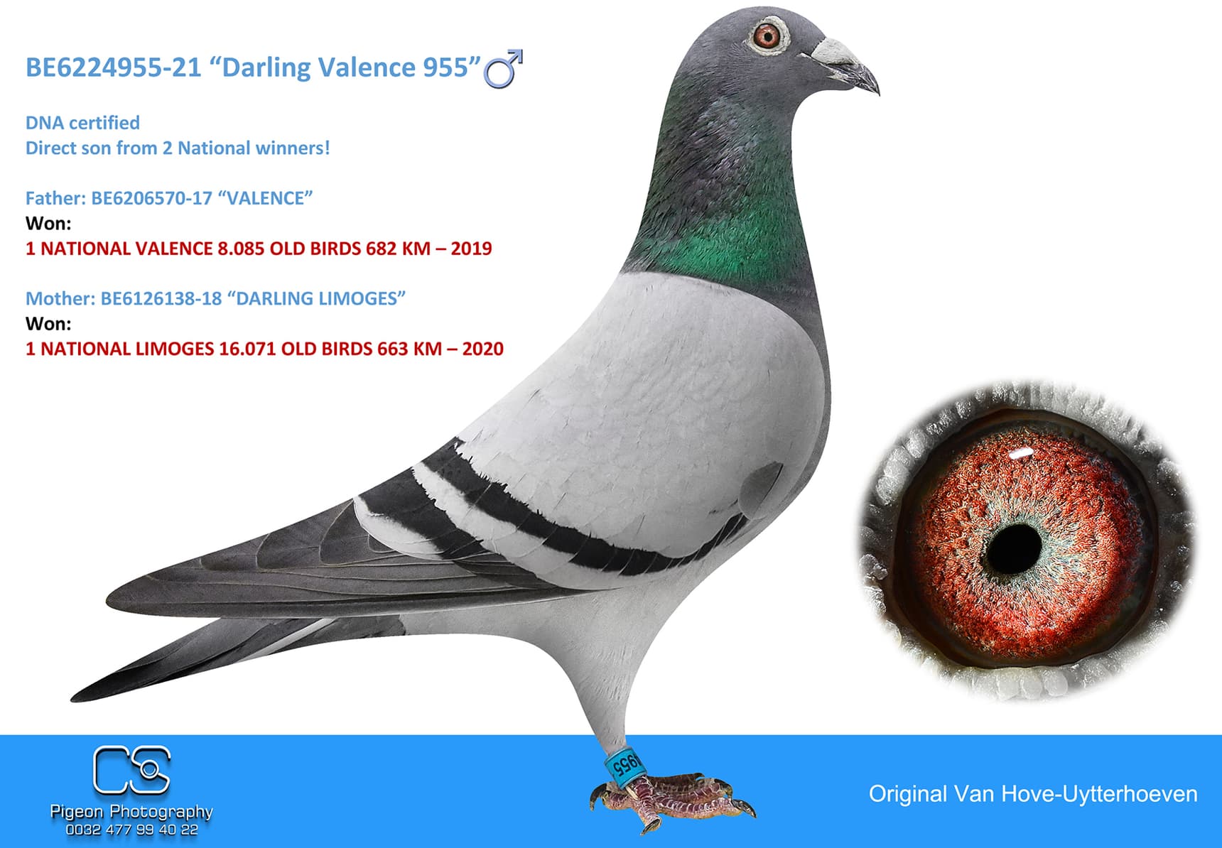 pigeon: undefined