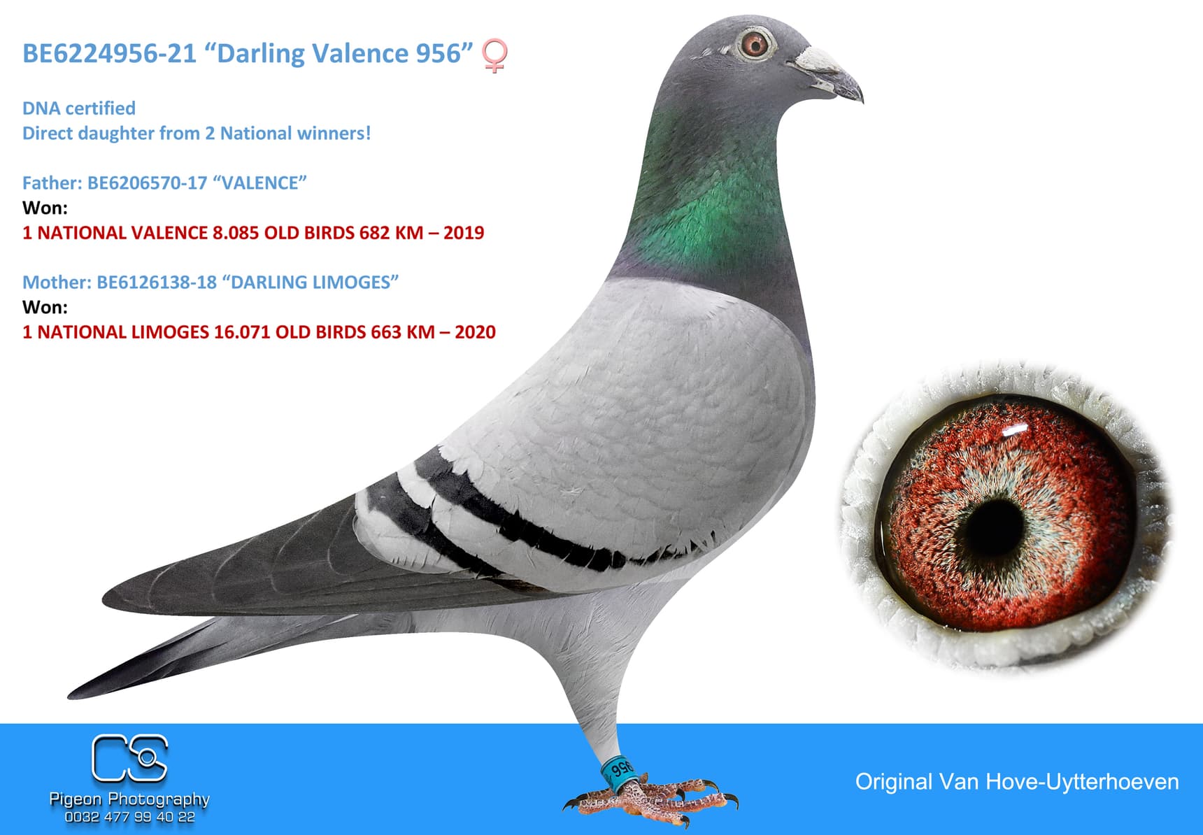 pigeon: undefined