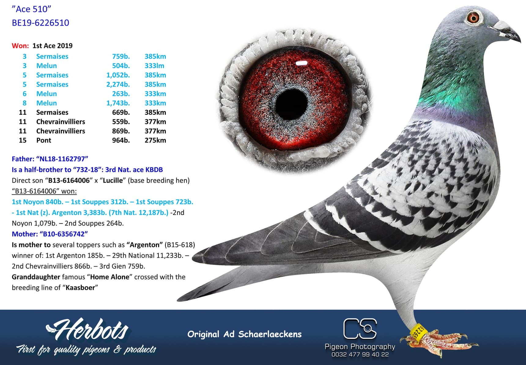 pigeon: ”Ace 510”