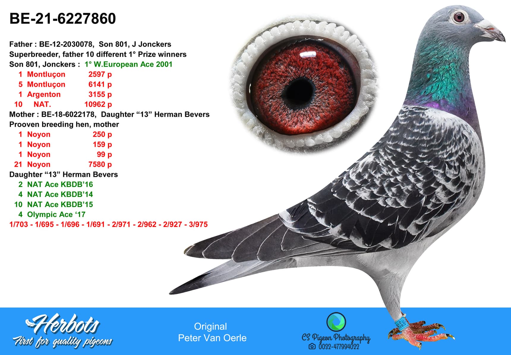 pigeon: undefined