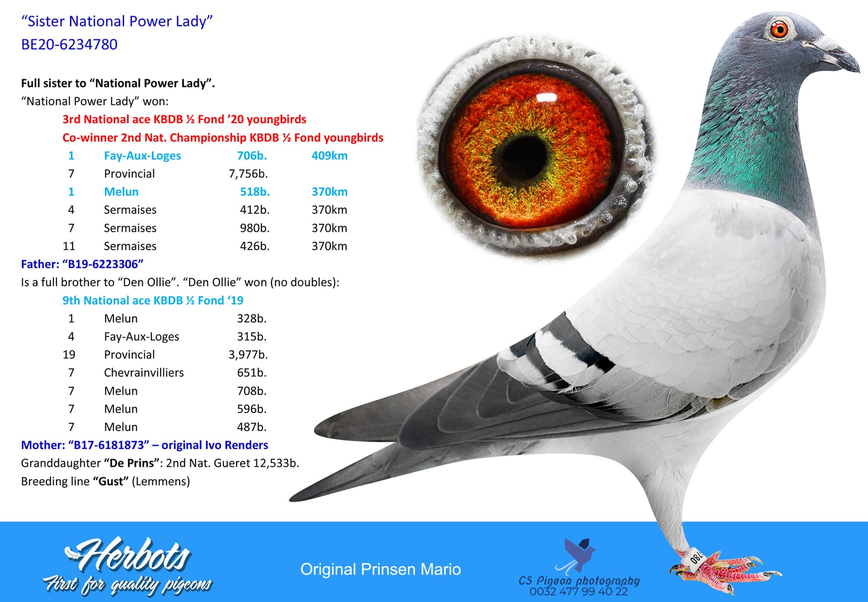 pigeon: undefined