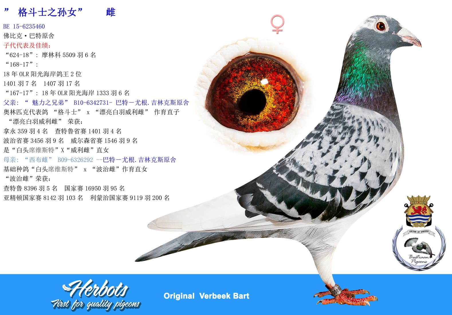 pigeon: undefined