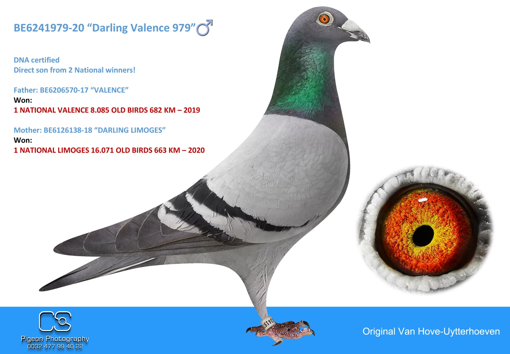 pigeon: undefined