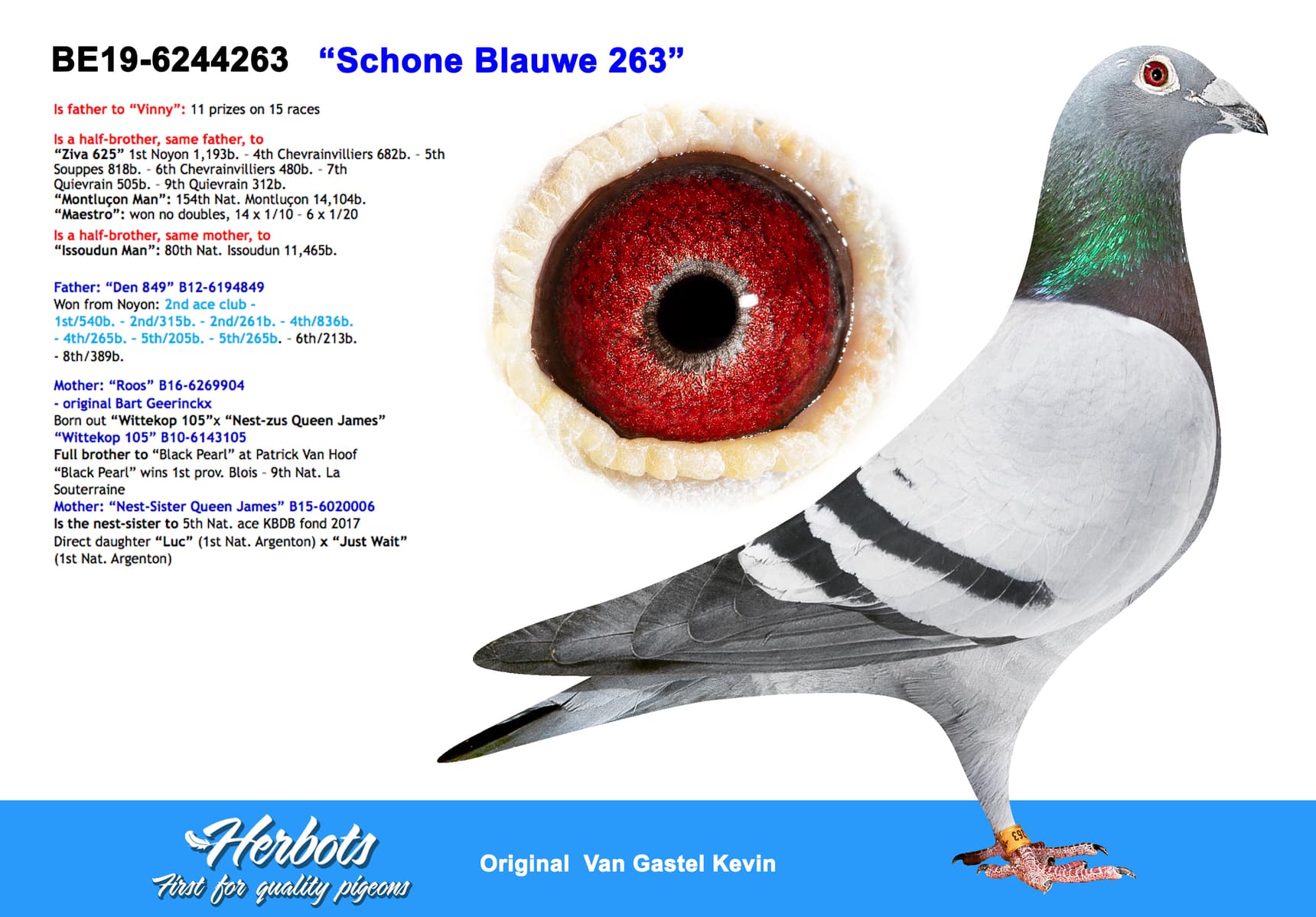 pigeon: ”Schone Blauwe 263”
