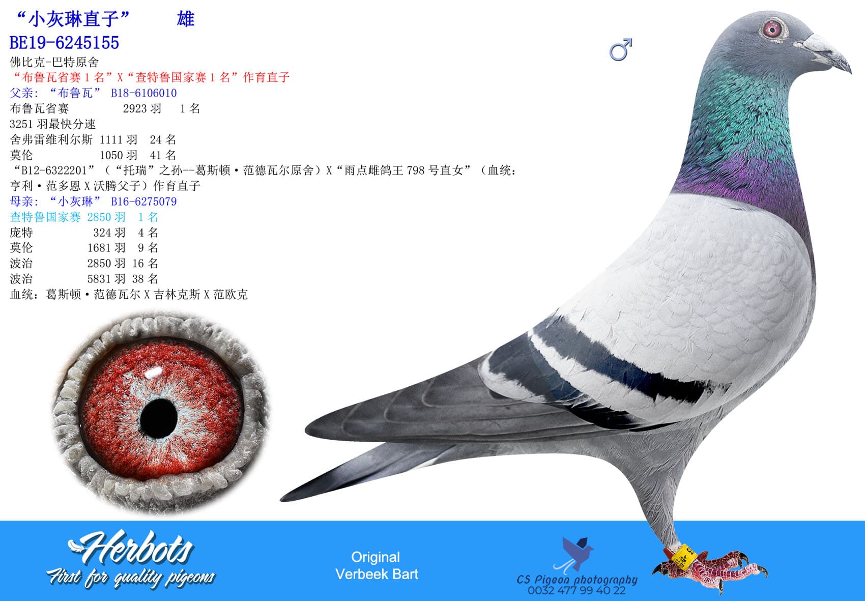 pigeon: undefined