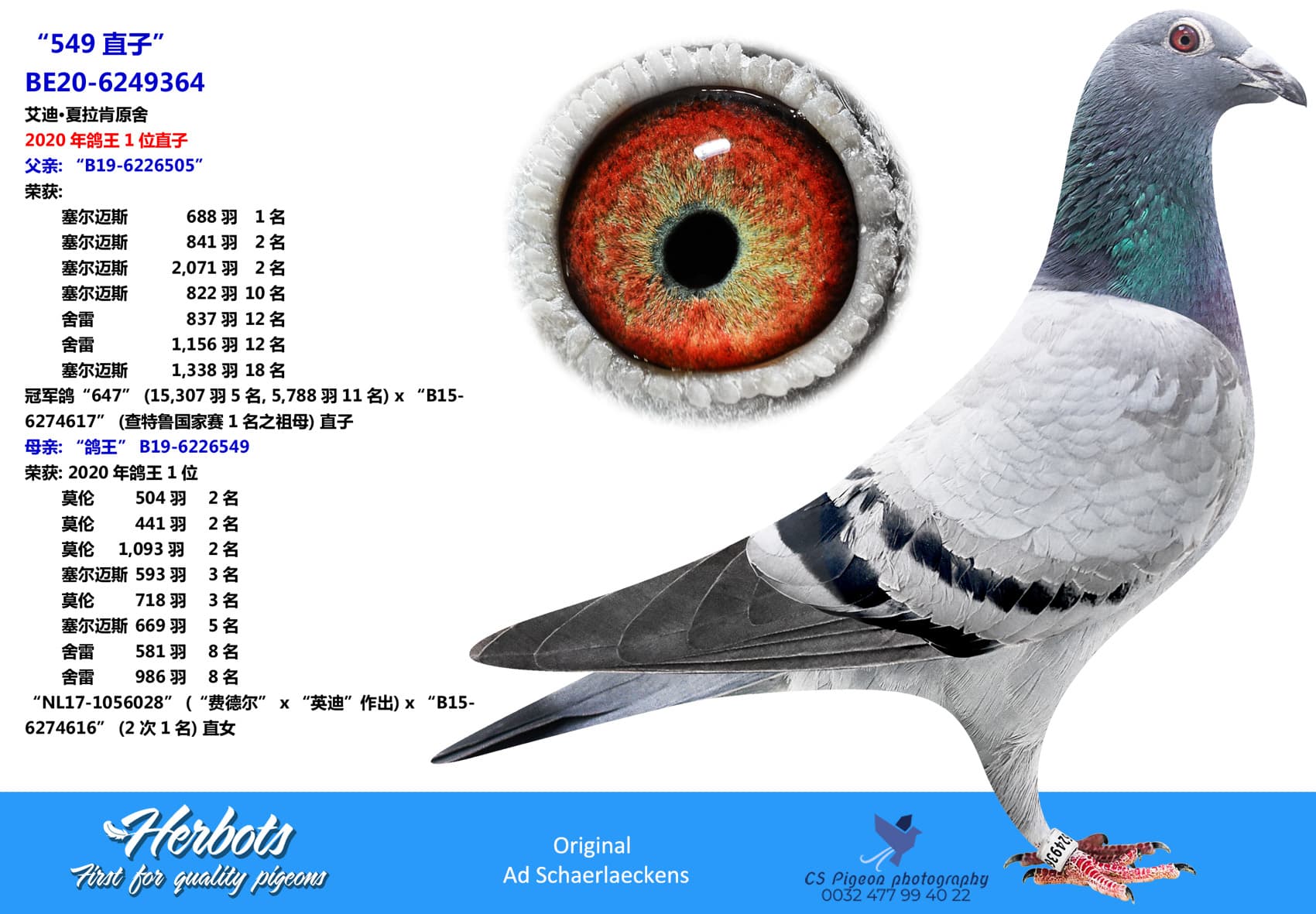 pigeon: “549直子”