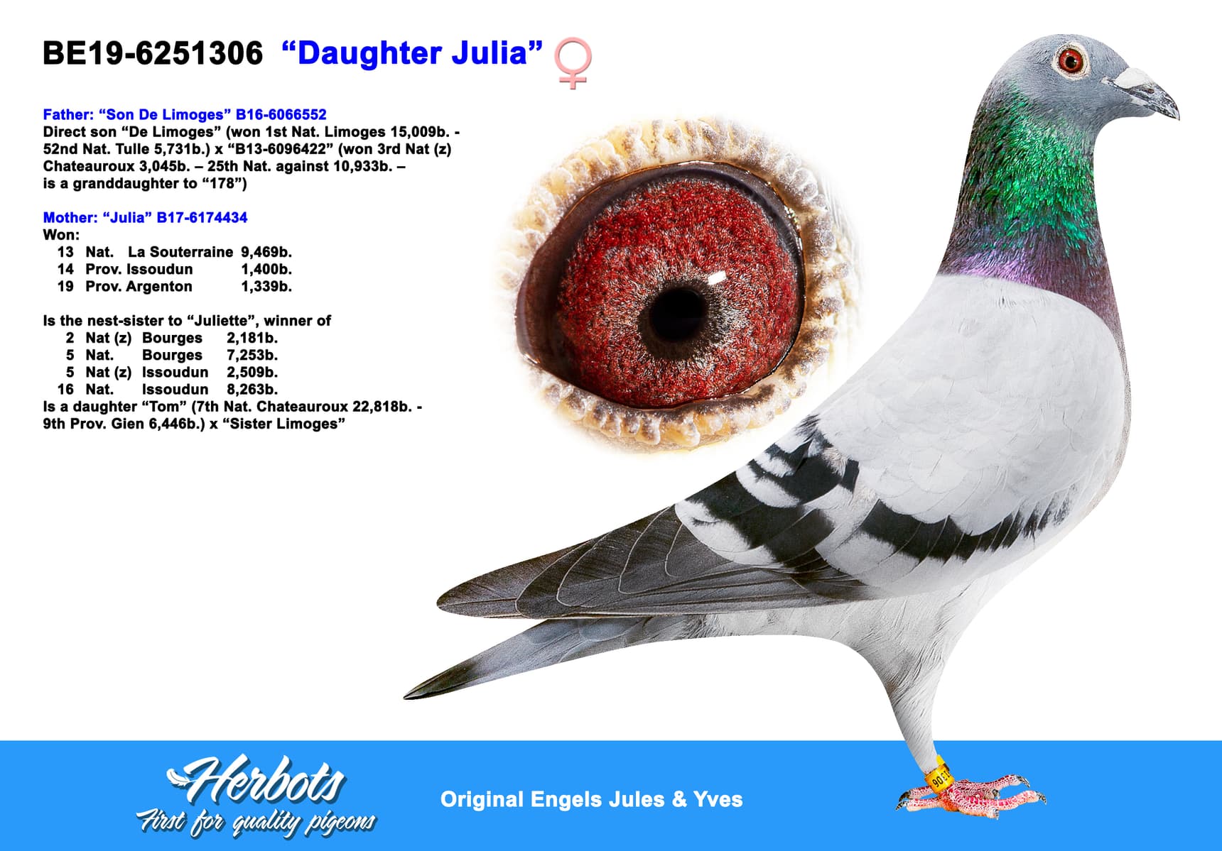 pigeon: “Daughter Julia”