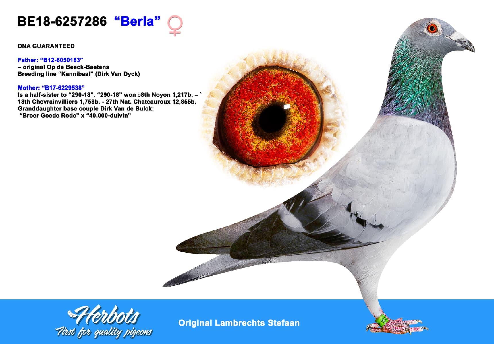 pigeon: “Berla”