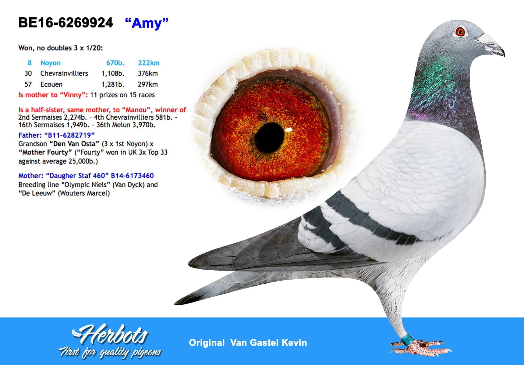 pigeon: undefined