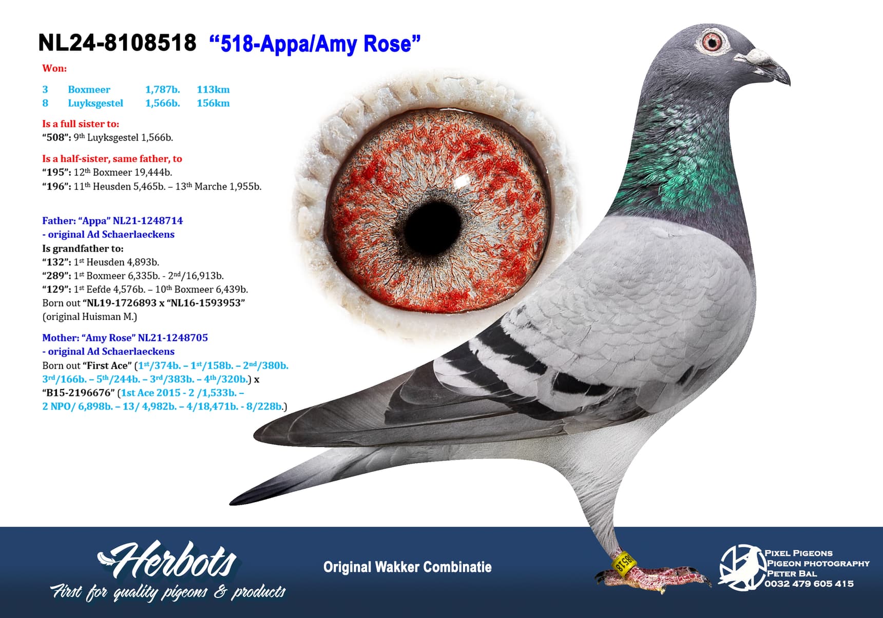 pigeon: undefined