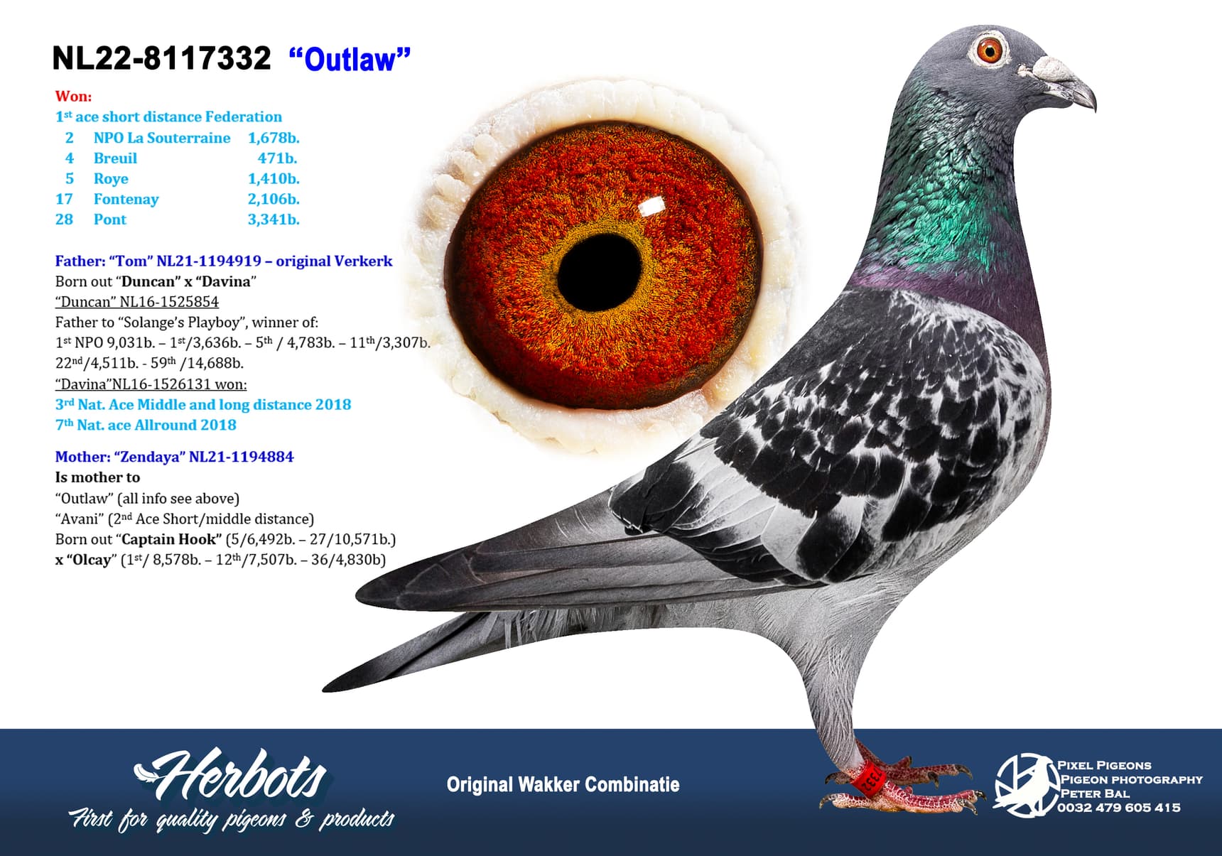 pigeon: undefined