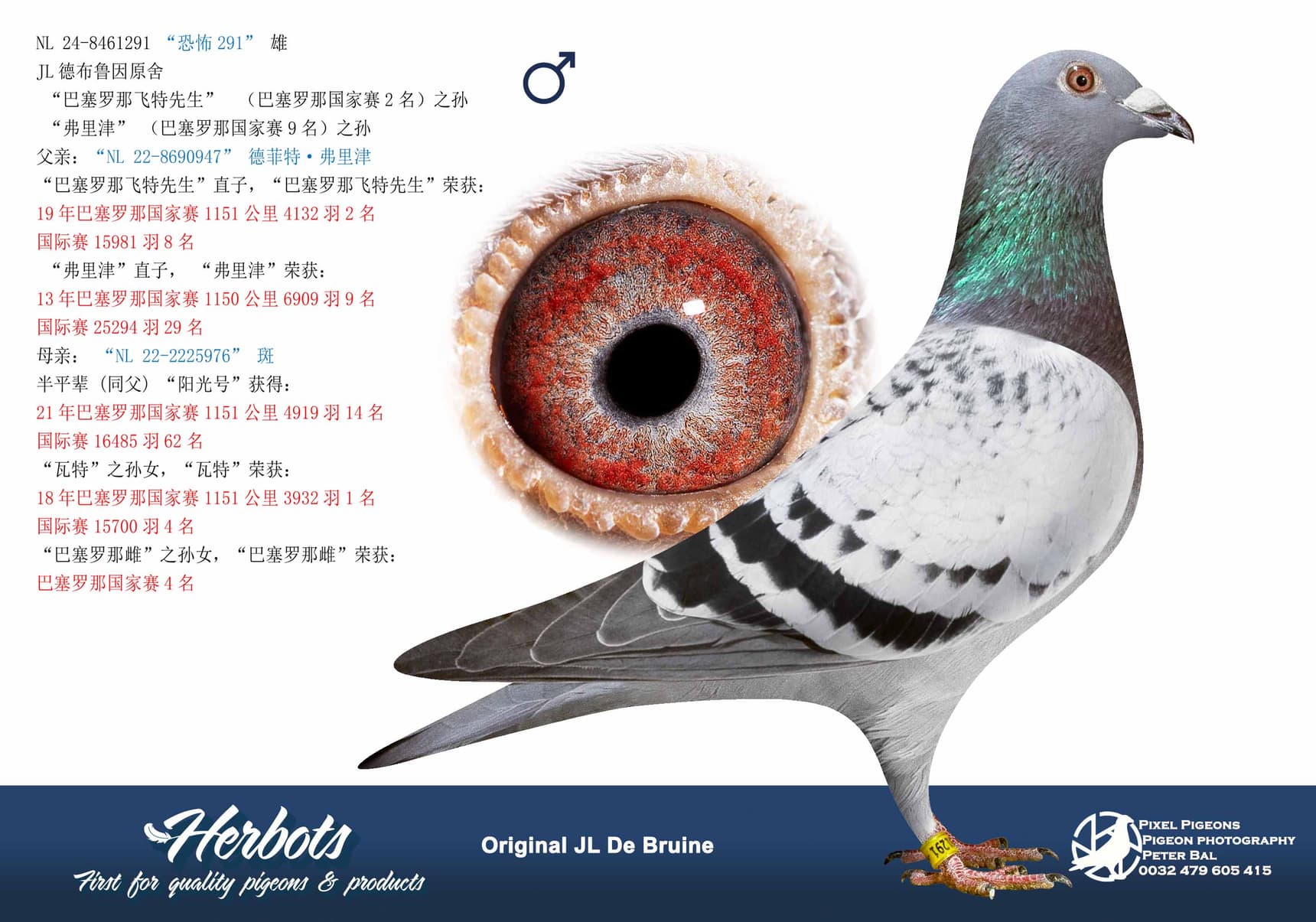 pigeon: undefined