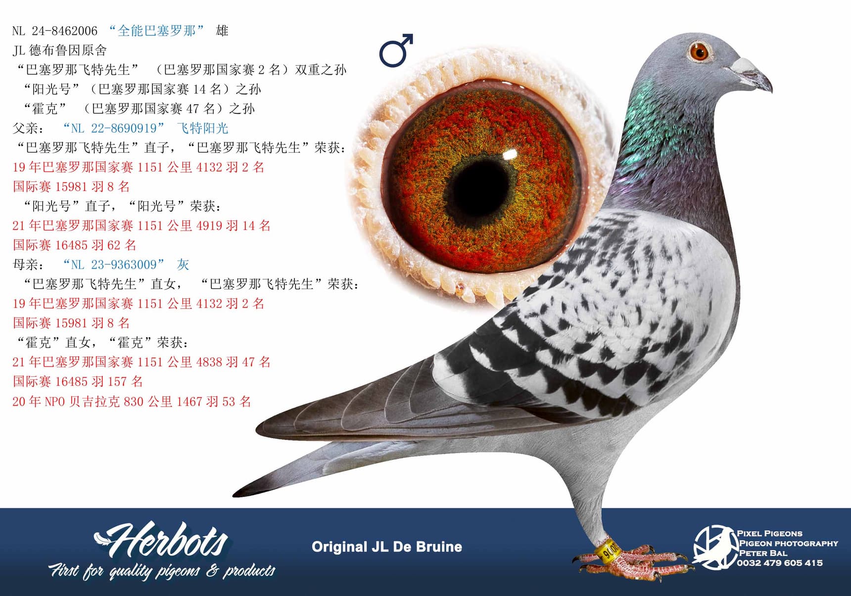 pigeon: “全能巴塞罗那”