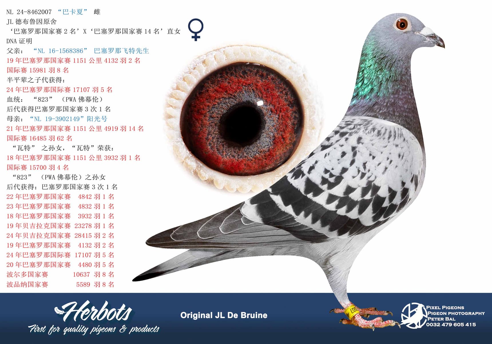 pigeon: “巴卡夏”