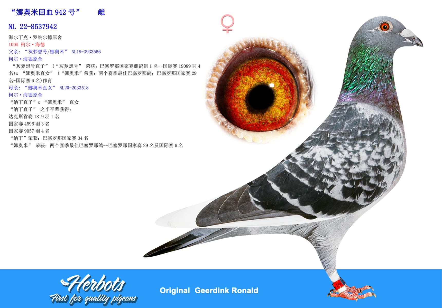 pigeon: undefined