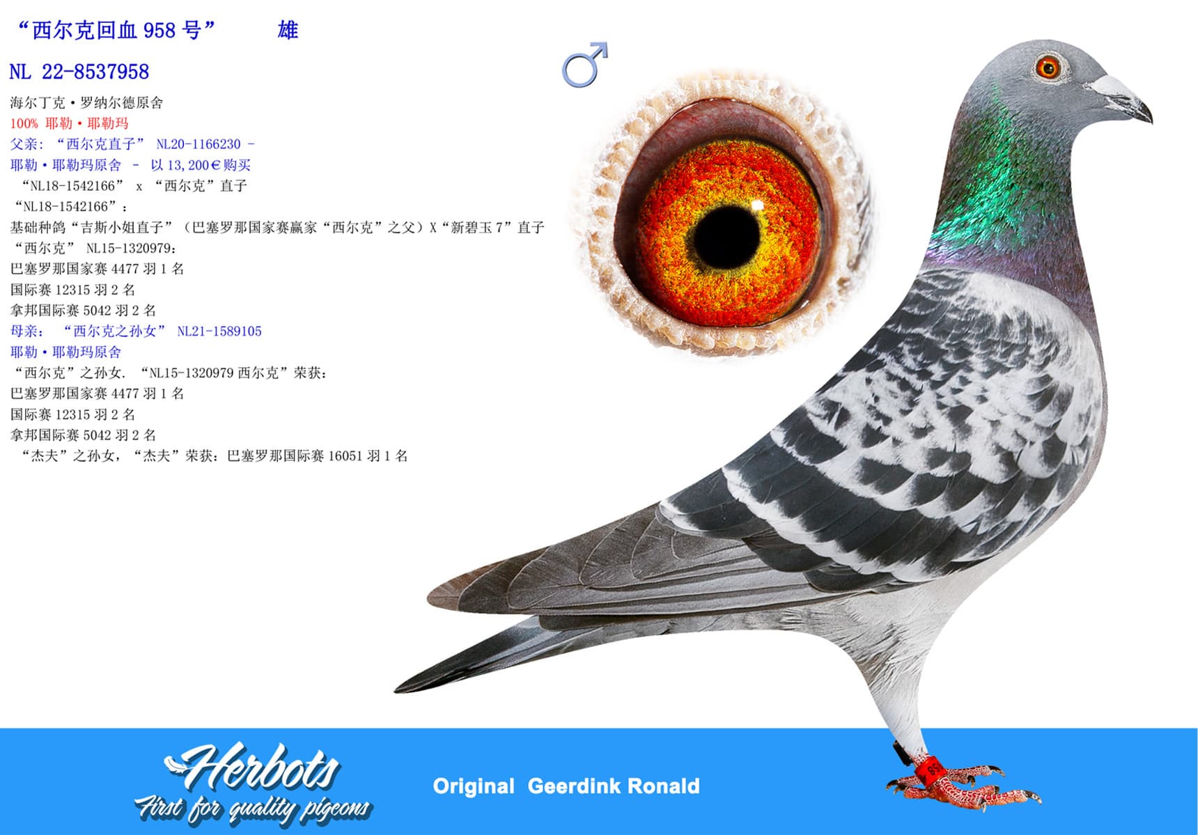 pigeon: undefined