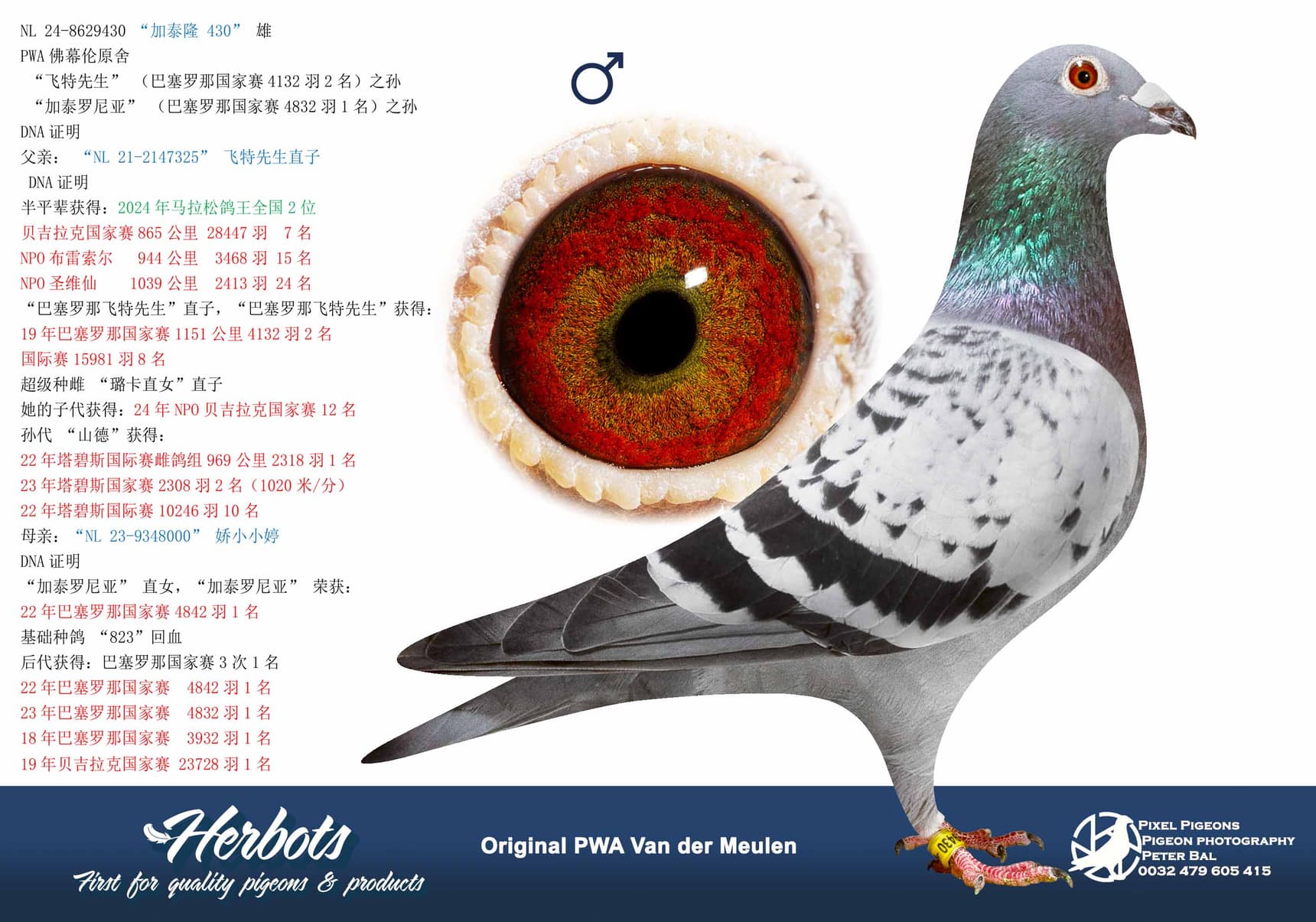 pigeon: undefined