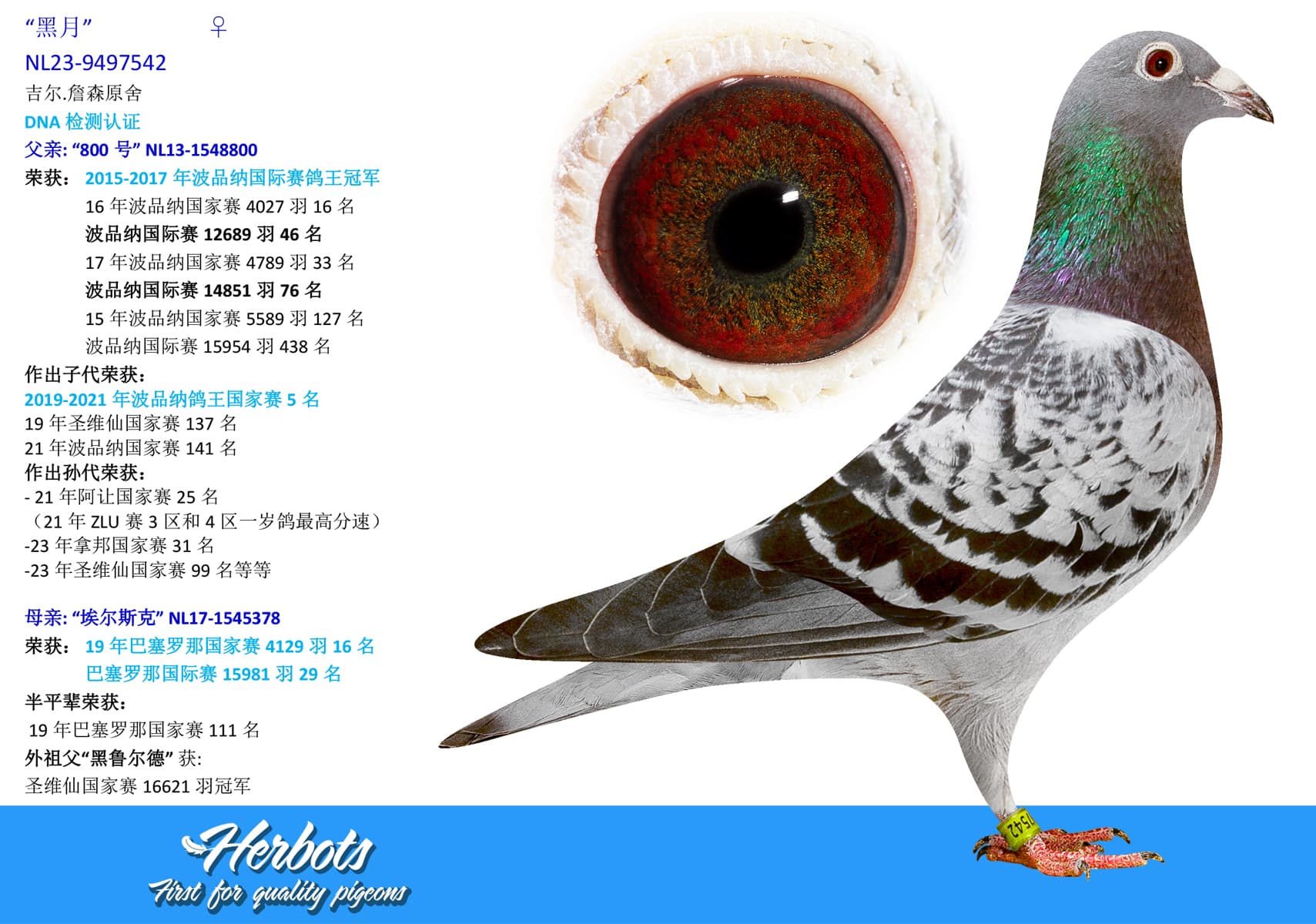 pigeon: “黑月”