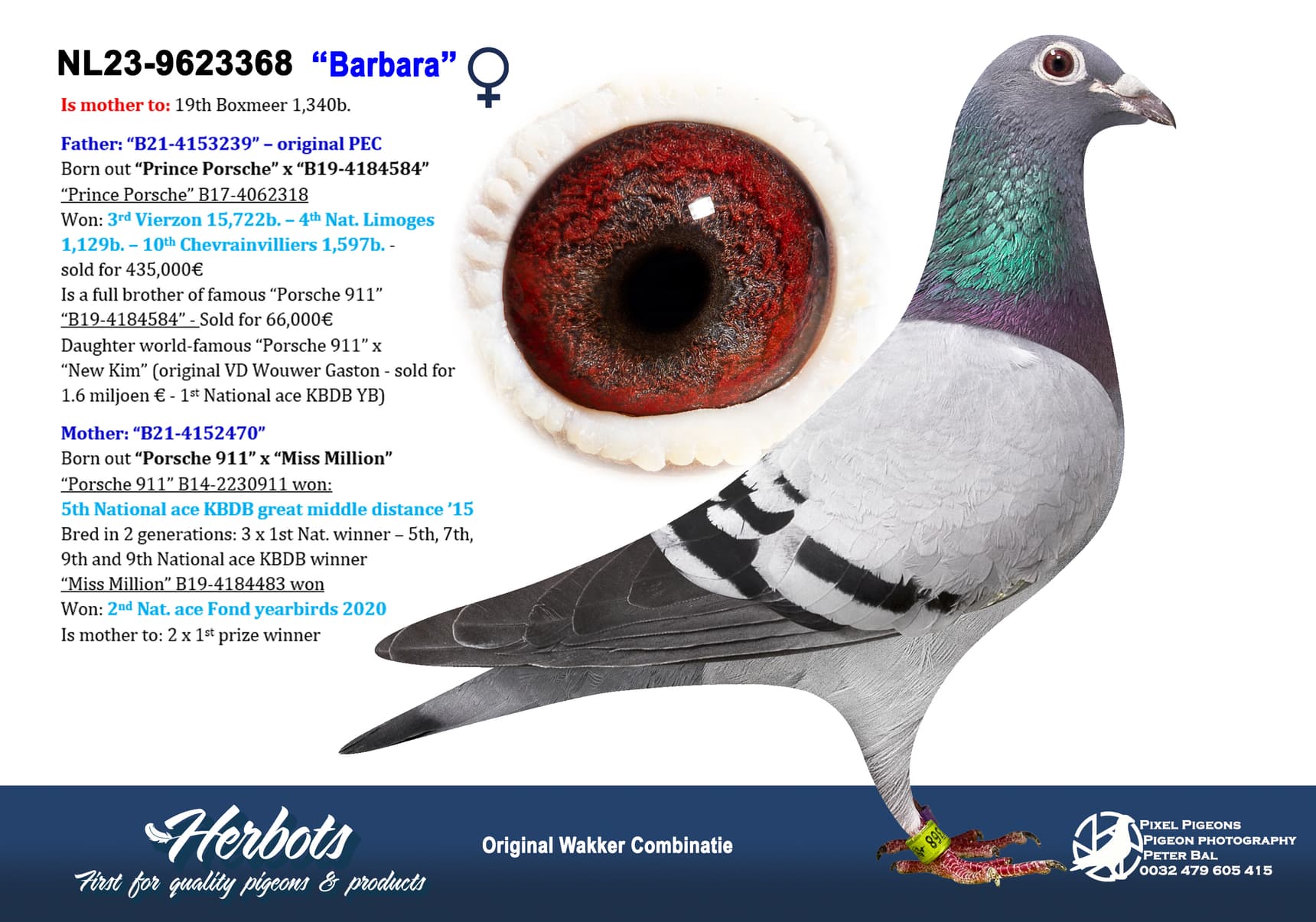 pigeon: undefined