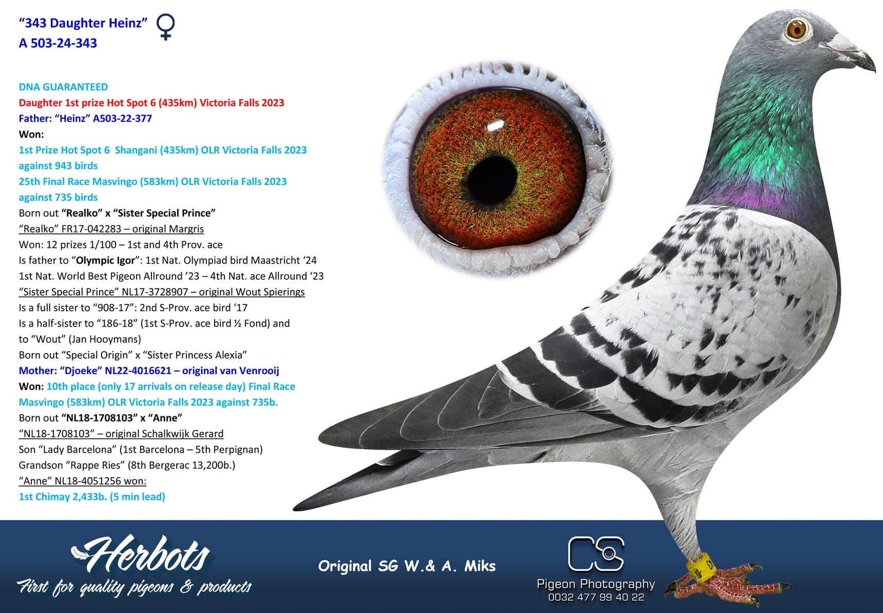 pigeon: “343 Daughter Heinz”