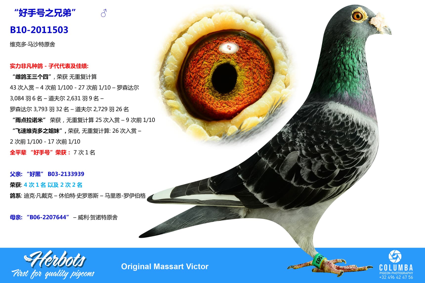 pigeon: undefined