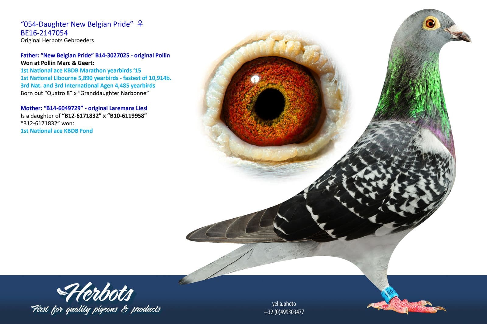 pigeon: undefined