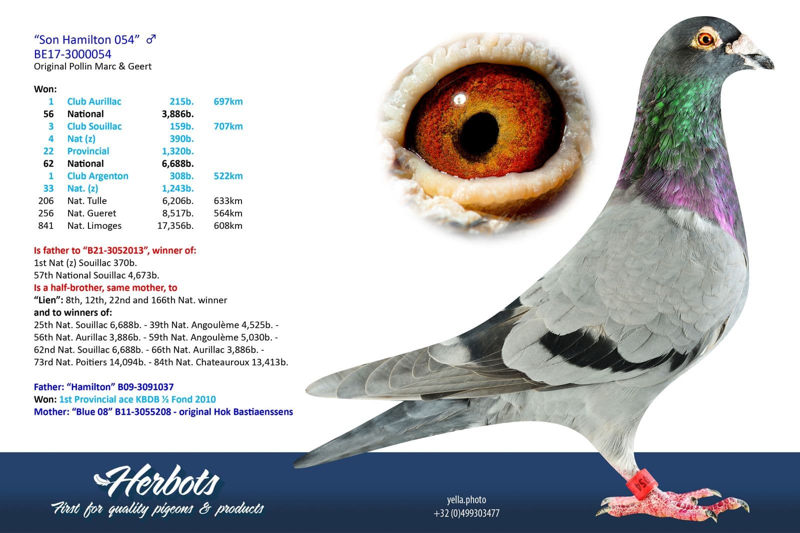 pigeon: undefined