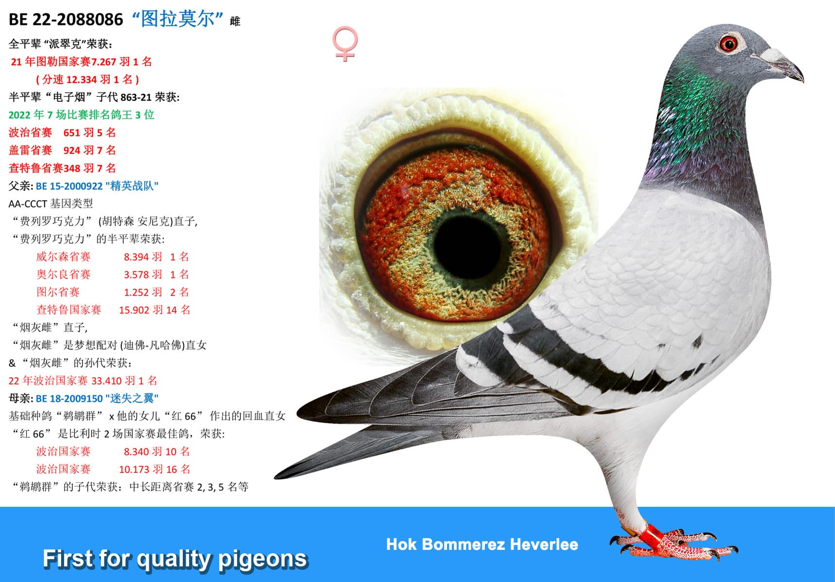 pigeon: undefined