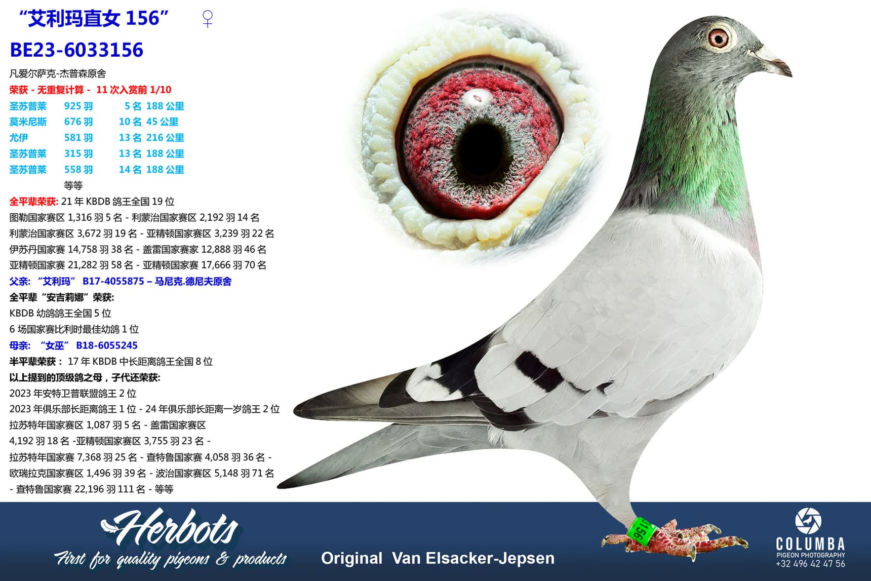 pigeon: undefined