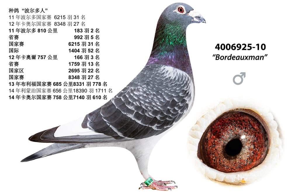 pigeon: undefined