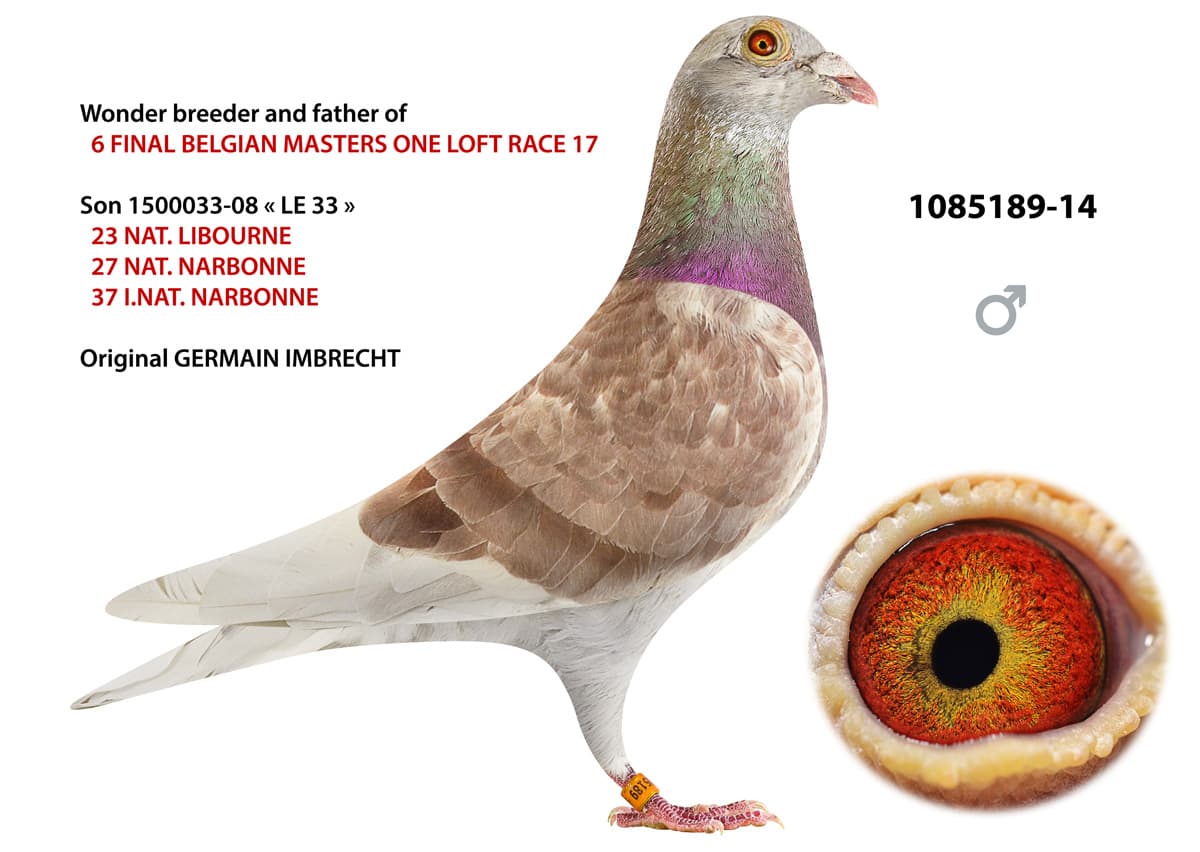 pigeon: undefined