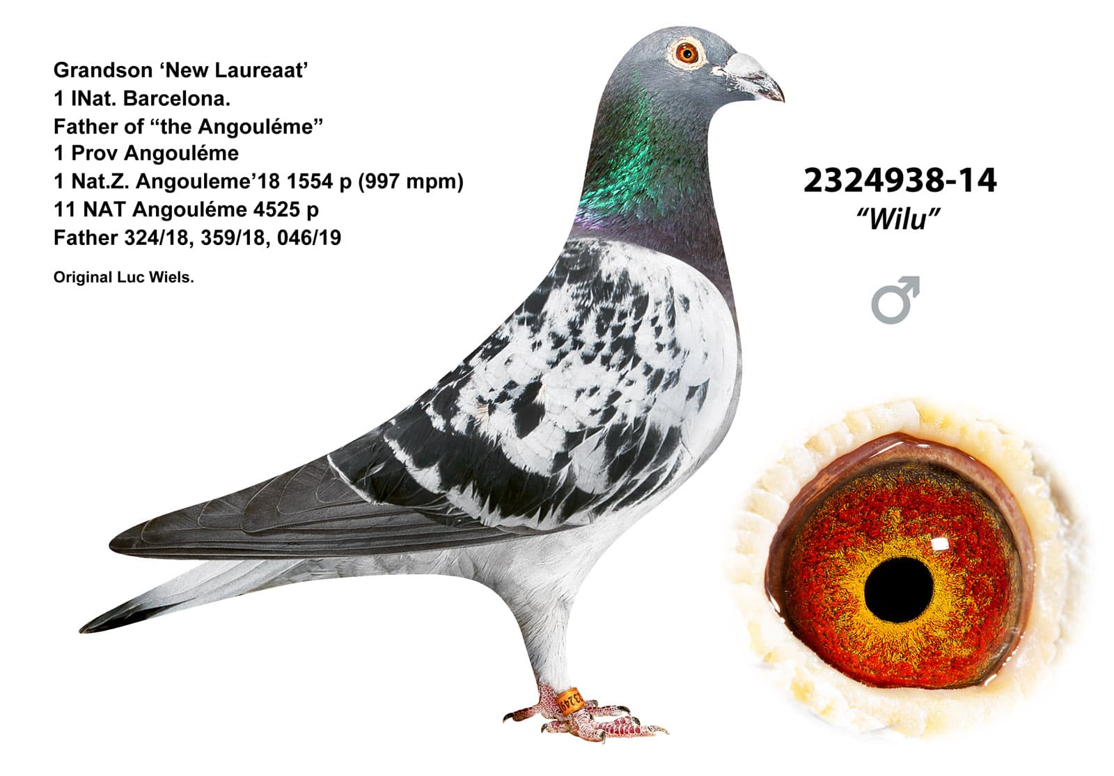 pigeon: undefined